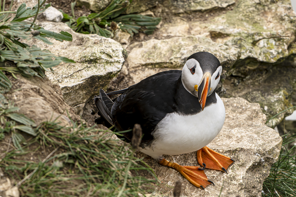 Bempton Cliffs